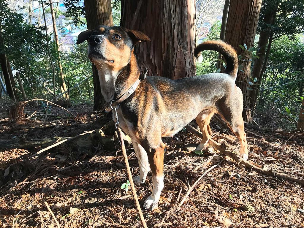 主人の相棒の猟犬ひめ