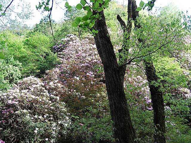 滋賀県日野町の石楠花谷