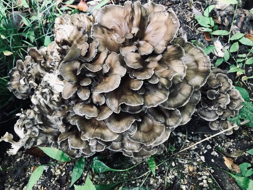 我が家で栽培の舞茸