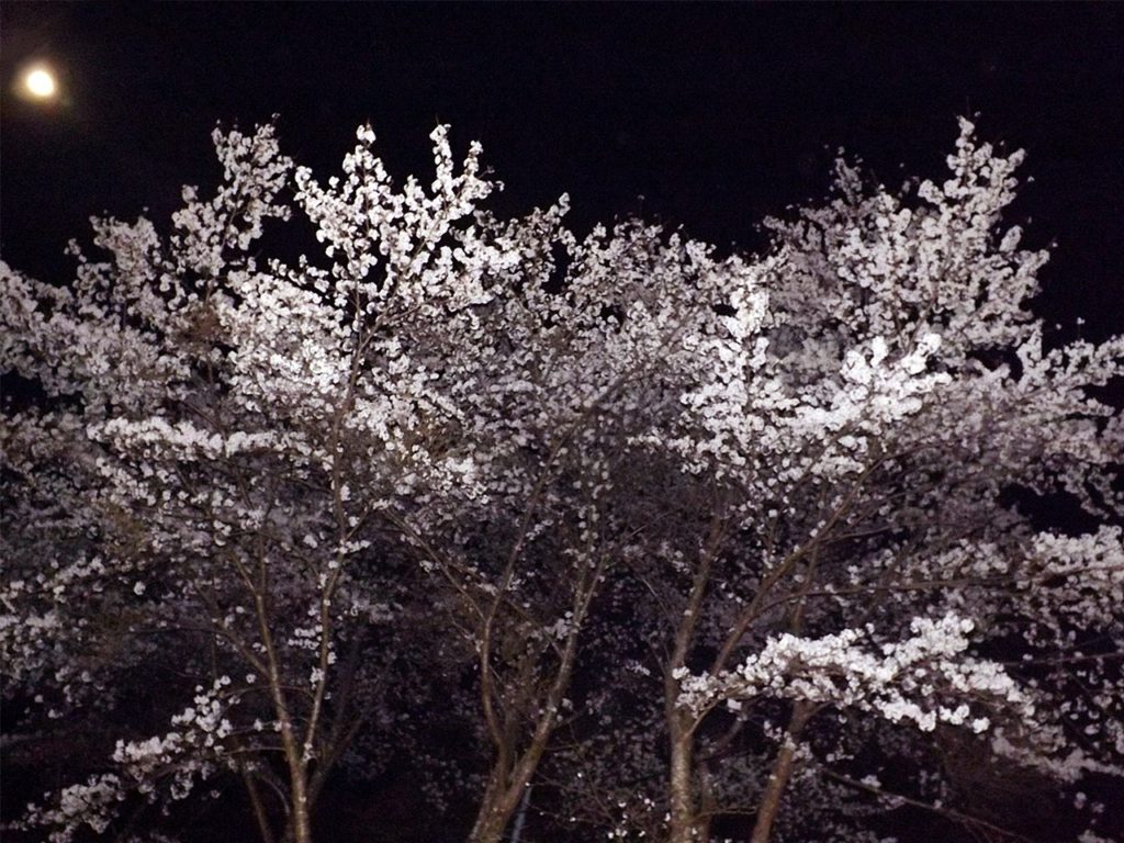 ごとうやの山の桜