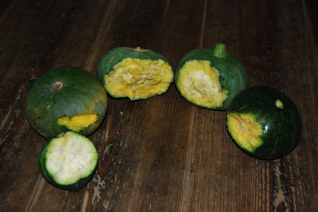 猿の被害にあった南瓜