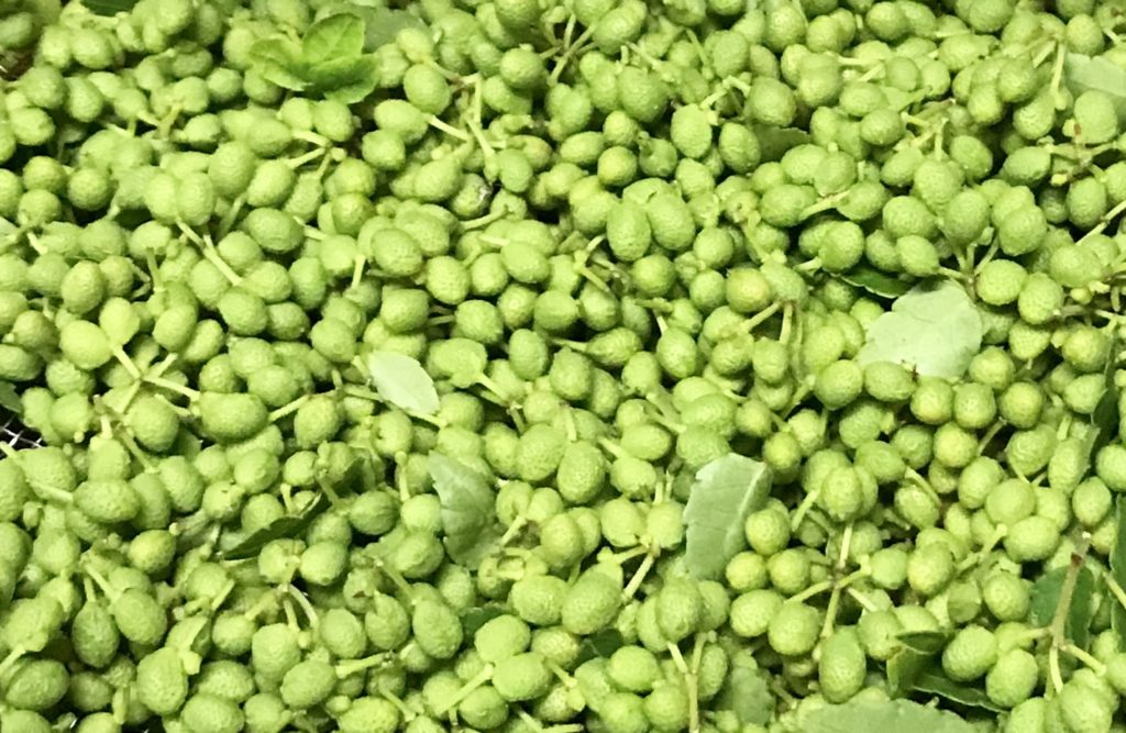 ごとうやの山で採れた山椒